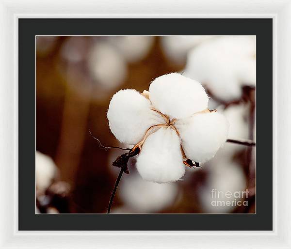 Alabama Cotton | Framed Photography Print