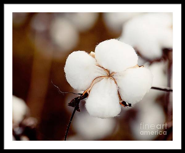 Alabama Cotton | Framed Photography Print