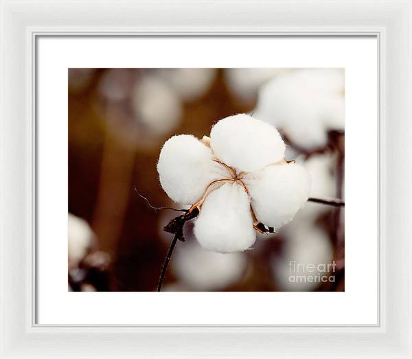 Alabama Cotton | Framed Photography Print