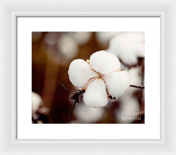 Alabama Cotton | Framed Photography Print