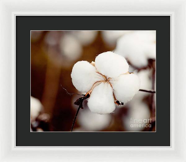 Alabama Cotton | Framed Photography Print