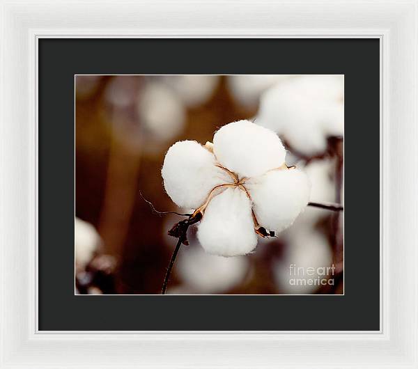 Alabama Cotton | Framed Photography Print