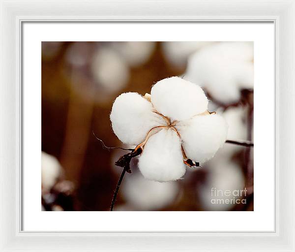 Alabama Cotton | Framed Photography Print