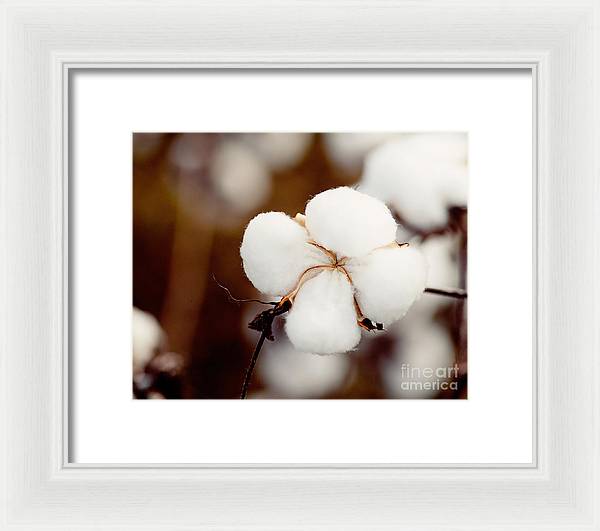 Alabama Cotton | Framed Photography Print