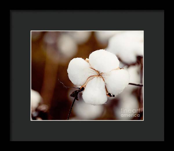 Alabama Cotton | Framed Photography Print