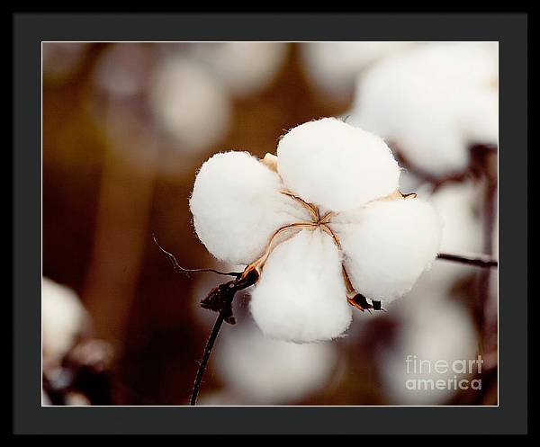 Alabama Cotton | Framed Photography Print