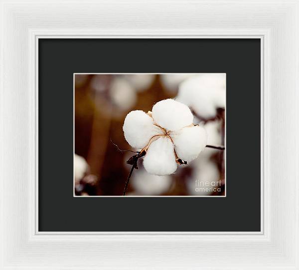 Alabama Cotton | Framed Photography Print