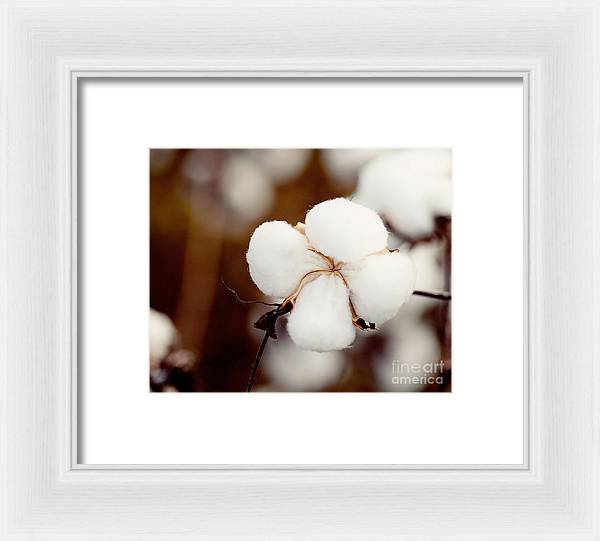 Alabama Cotton | Framed Photography Print