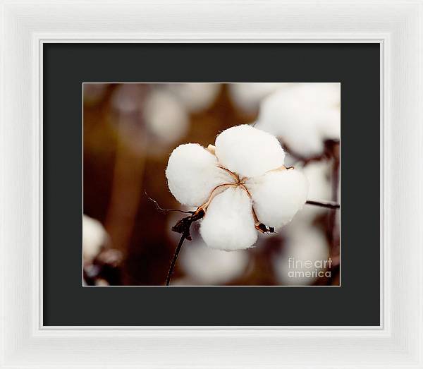 Alabama Cotton | Framed Photography Print