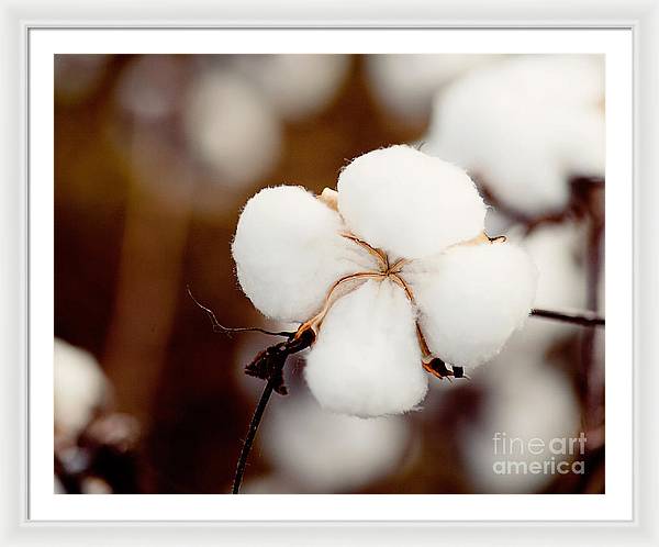 Alabama Cotton | Framed Photography Print