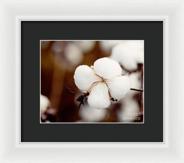 Alabama Cotton | Framed Photography Print
