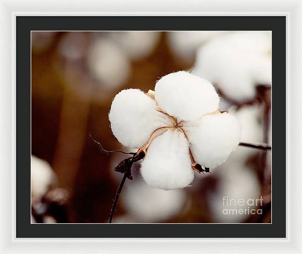 Alabama Cotton | Framed Photography Print