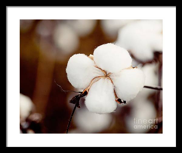 Alabama Cotton | Framed Photography Print