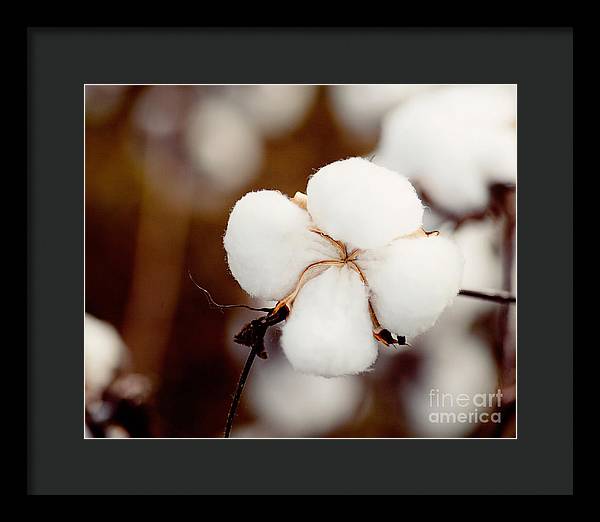 Alabama Cotton | Framed Photography Print