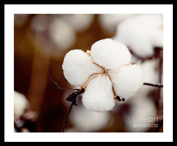 Alabama Cotton | Framed Photography Print