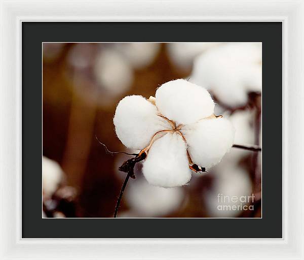 Alabama Cotton | Framed Photography Print