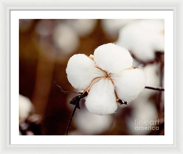 Alabama Cotton | Framed Photography Print