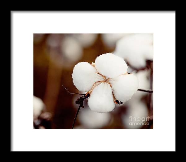 Alabama Cotton | Framed Photography Print