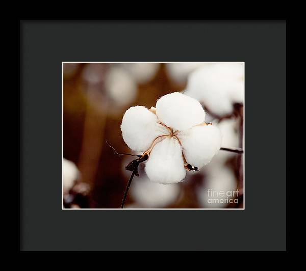 Alabama Cotton | Framed Photography Print