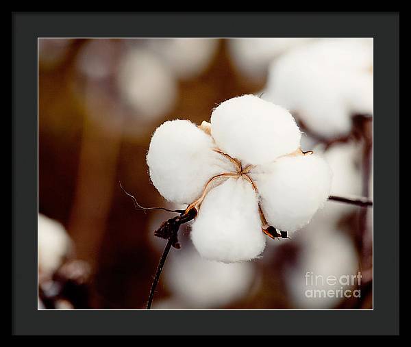 Alabama Cotton | Framed Photography Print