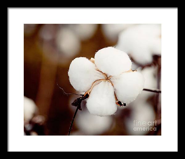 Alabama Cotton | Framed Photography Print