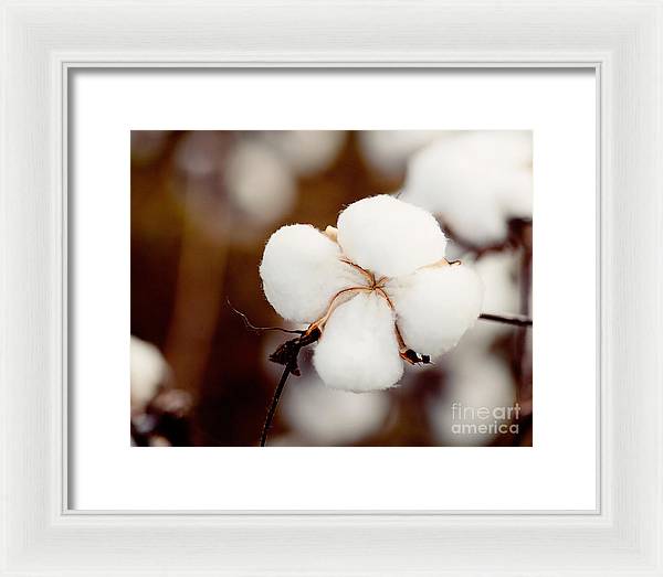 Alabama Cotton | Framed Photography Print