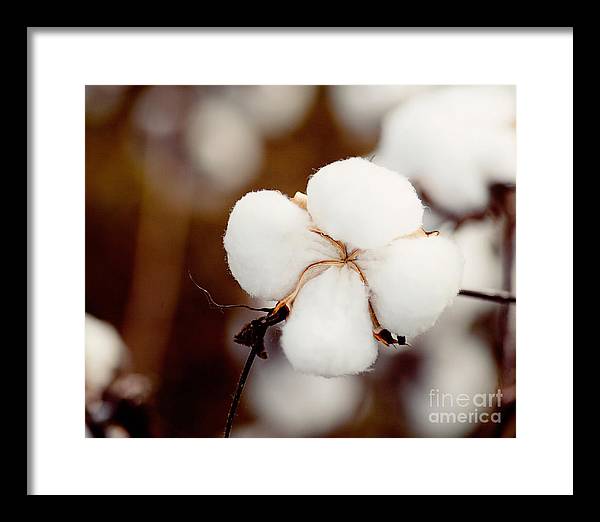Alabama Cotton | Framed Photography Print