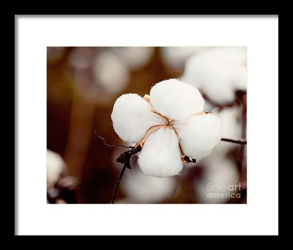 Alabama Cotton | Framed Photography Print