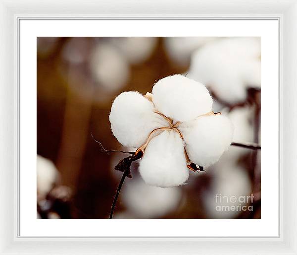 Alabama Cotton | Framed Photography Print