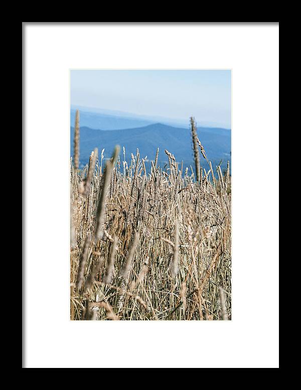 a field of tall grass with mountains in the background