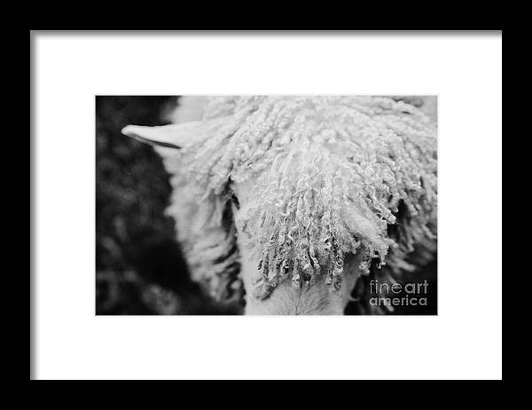 a black and white photo of a sheep