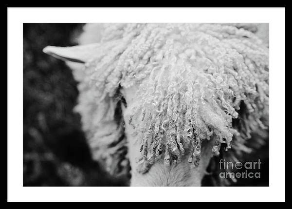 Black and White Sheep | Framed Photography Print