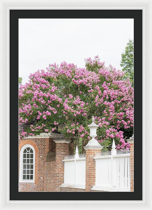 Framed photograph of Crape Myrtle tree in Williamsburg, Virginia – botanical photography framed wall art