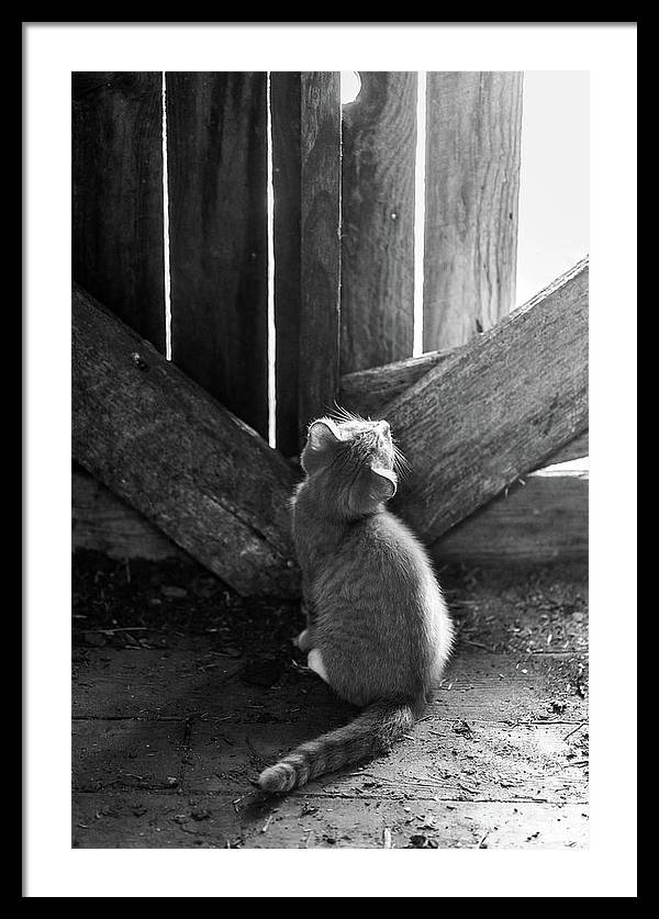 Curious Kitten | Framed Photography Wall Art