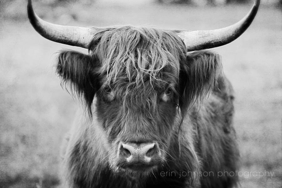 Highland Cow Pillow Cover - Rustic Farmhouse Throw Pillow 18x18 or 22x22