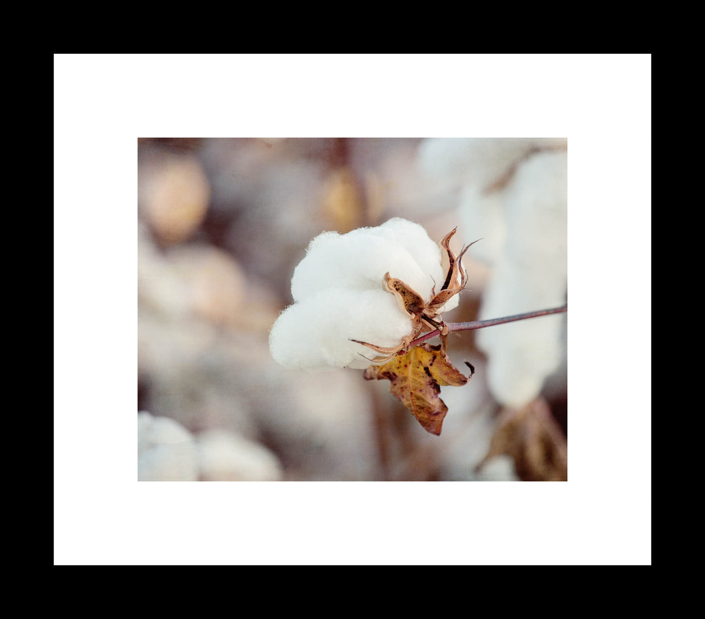 A close-up photograph of a cotton boll with a neutral background