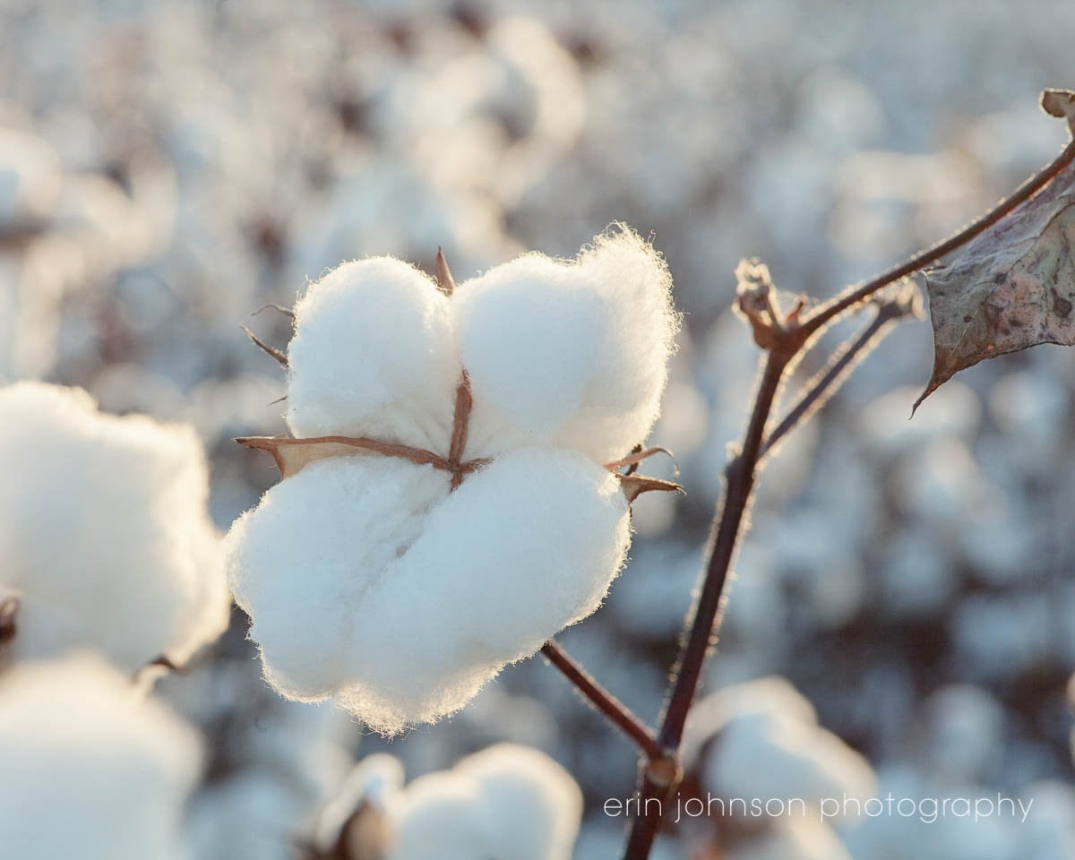 A close-up photograph of white cotton bolls on a branch with a blurred background.