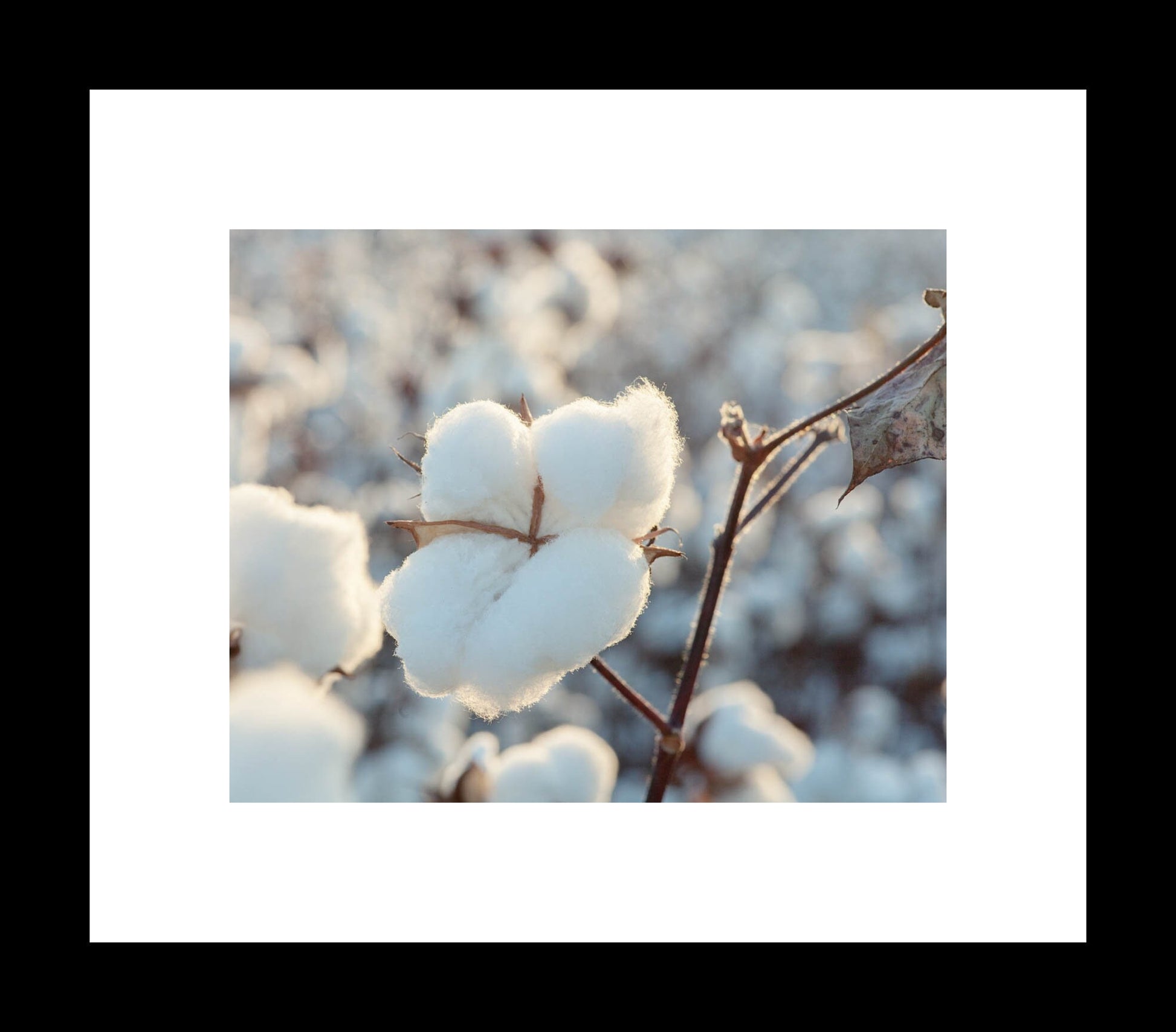 A close-up photograph of white cotton bolls on a branch with a blurred background.