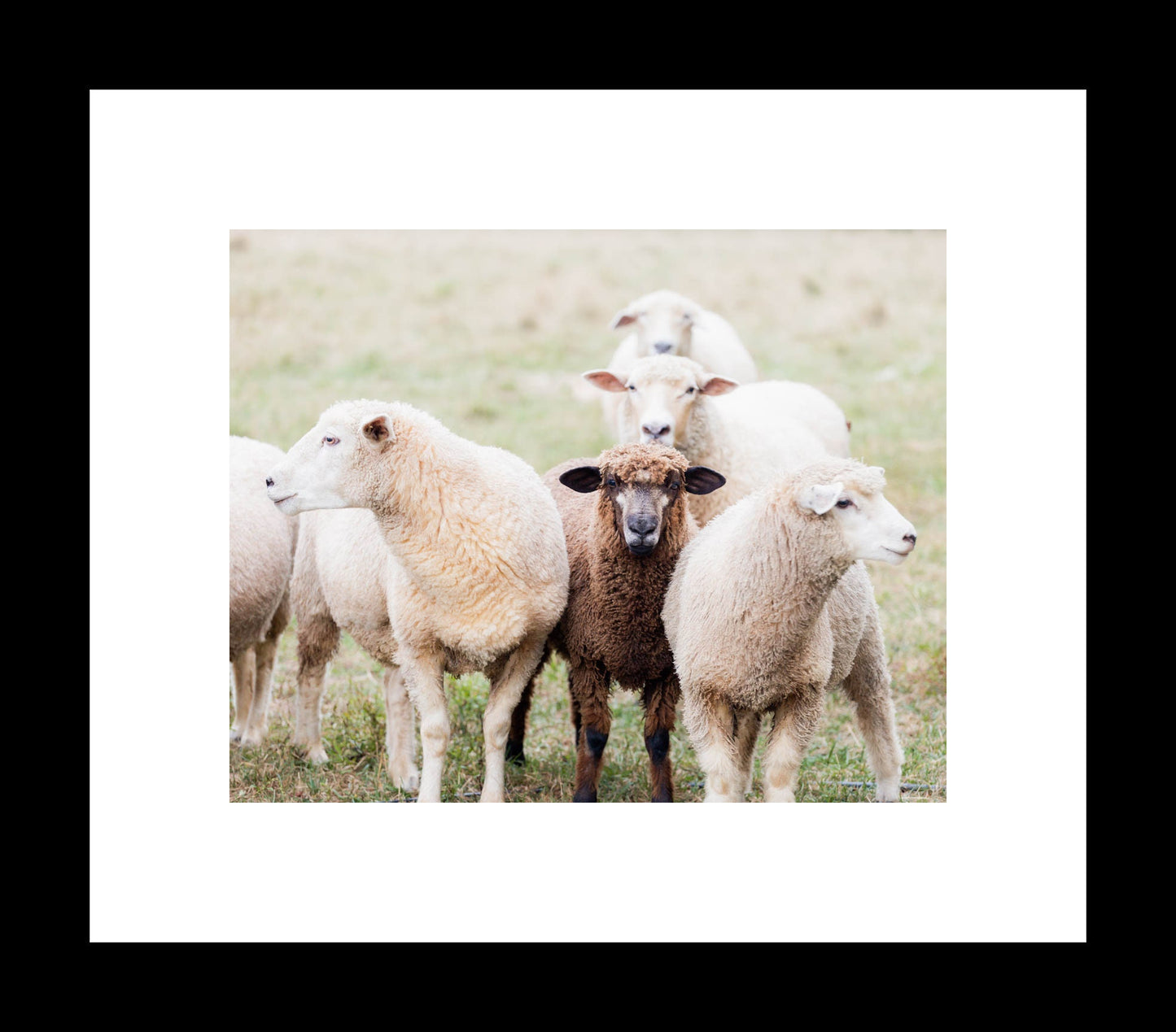 Black Sheep Photography – Farm Animal Wall Art Print or Canvas