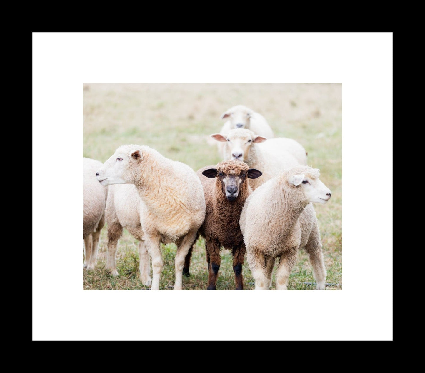 A framed photograph of a black sheep among a group of white sheep. Frame Not Included.
