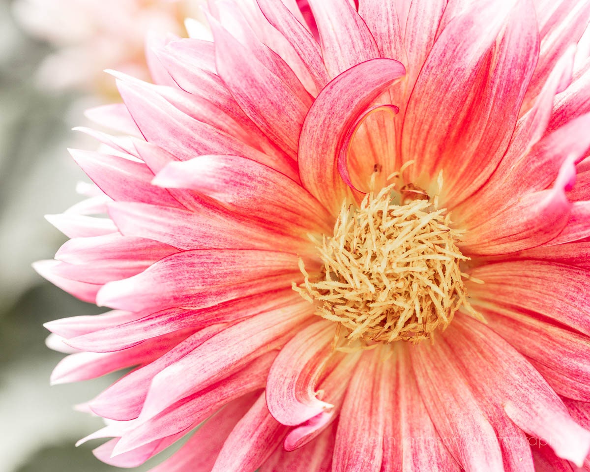Close-up photography of a pink dahlia flower with a detailed view of its layered petals and central bud.