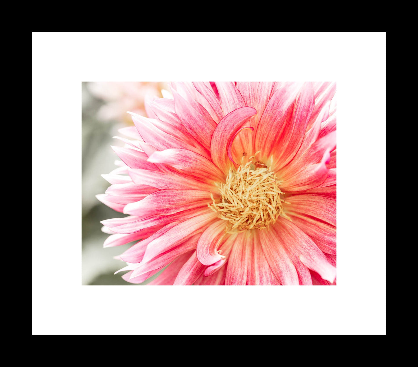Close-up photography of a pink dahlia flower with a detailed view of its layered petals and central bud.