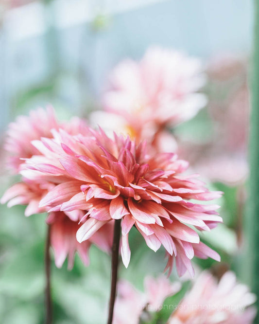 a close up of a pink flower in a garden