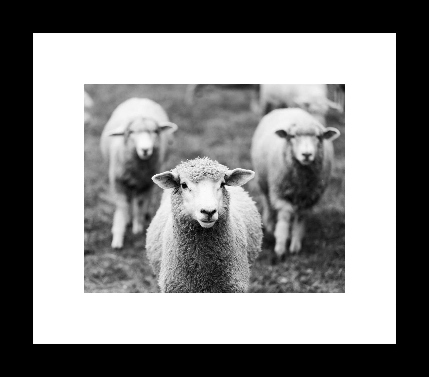 Three Sheep | Black and White Animal Print