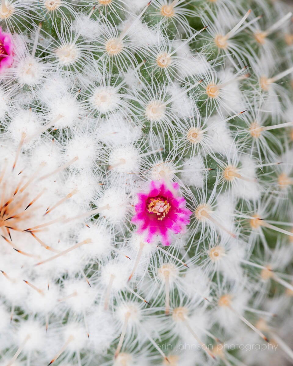 a close up of a flower on a cactus