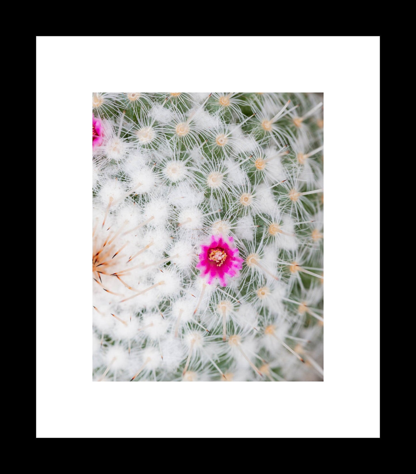 Old Lady Cactus Plant Photography Print, Mammillaria, Large Vertical Unframed Floral Wall Art, Macro Botanical