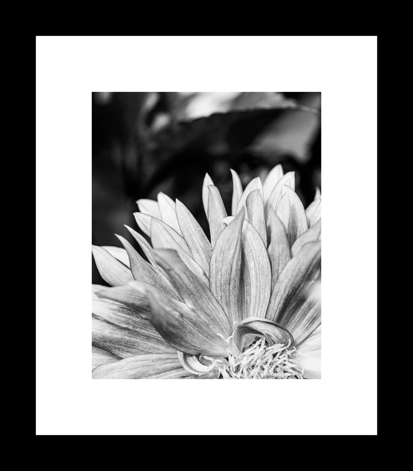 A close-up black and white photograph of a dahlia flower, showcasing the detailed texture of its petals.