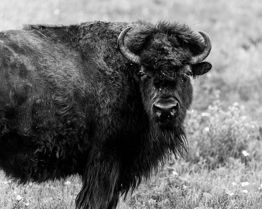 Black and white photograph of a bison in a natural setting, with a blurred background.