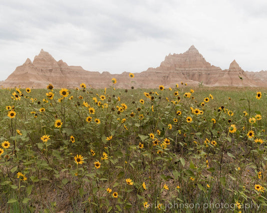 a field of sunflowers in front of a mountain range