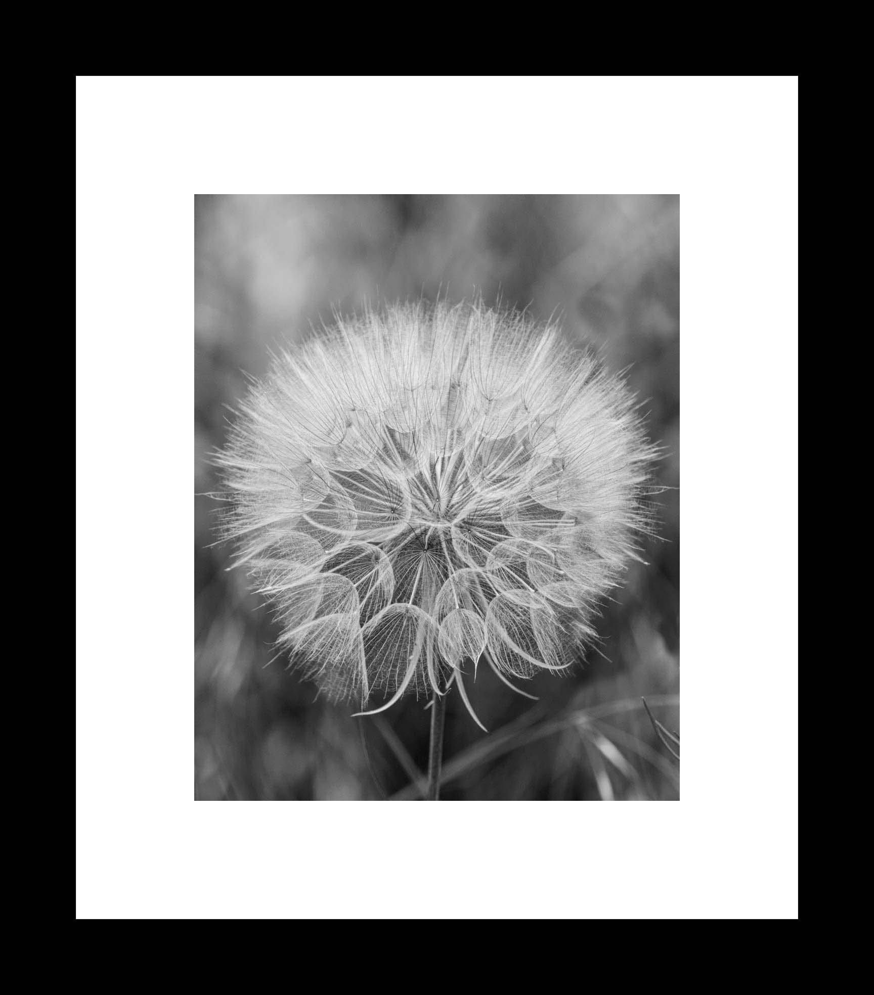 Giant Salsify Dandelion Botanical Flower Photography Art Print, Black and White Delicate Nature Wall Art